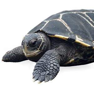 Leatherback Turtle Survival Challenge PNG 06292024 PNG