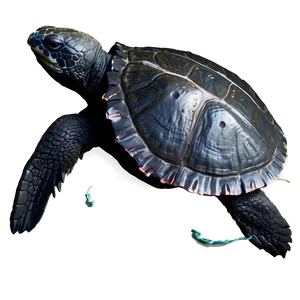 Leatherback Turtle Survival Challenge PNG 06292024 PNG