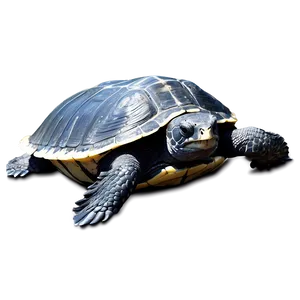 Leatherback Turtle Survival Challenge PNG Xxy PNG