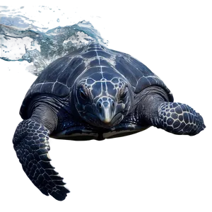 Leatherback Turtle Swimming Gracefully PNG 06292024