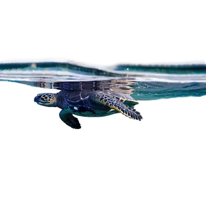 Leatherback Turtle Swimming Gracefully PNG Peb5 PNG