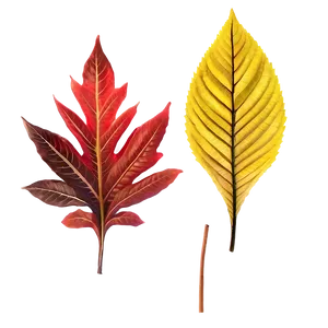 Leaves B