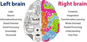 Left Right Brain Functions Illustration PNG image