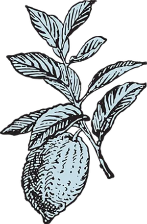Lemon Branch Illustration