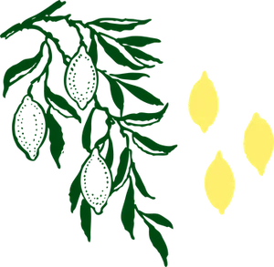 Lemon Branchand Fruit Graphic