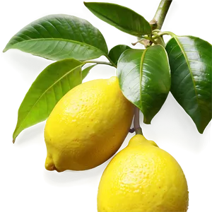 Lemon Farm PNG Yxb PNG