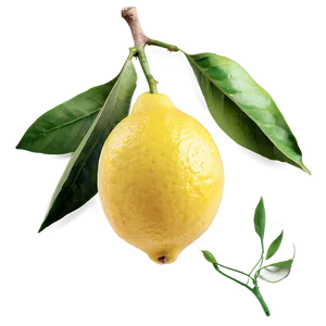 Lemon On Branch Png 37 PNG image