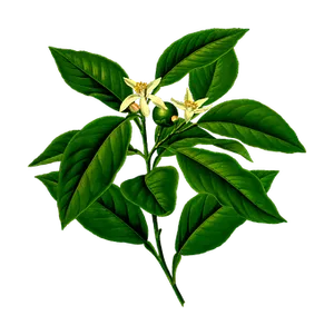 Lemon Tree Blossomsand Leaves PNG image