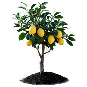Lemon Tree In Field PNG 06212024