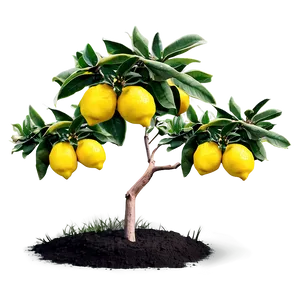 Lemon Tree In Landscape Png 06212024 PNG image