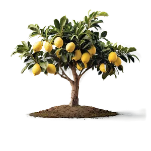 Lemon Tree In Landscape Png 06212024 PNG image