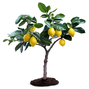 Lemon Tree In Spring PNG 64