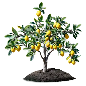Lemon Tree In Spring PNG Eje69