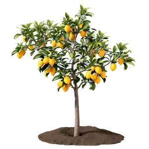 Lemon Tree In Spring PNG Vjl21