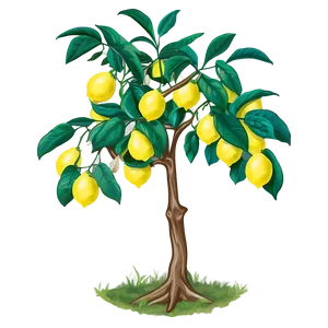 Lemon Tree Line Art PNG 50