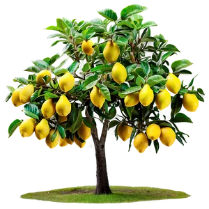 Lemon Tree On Hill PNG 77