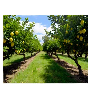 Lemon Tree Orchard Panorama Png 2 PNG image