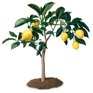 Lemon Tree Png Doy PNG image