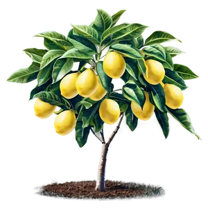 Lemon Tree Under Sunlight PNG Nyc84
