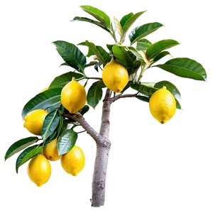 Lemon Tree With Fruits Png 06212024 PNG image