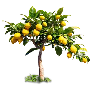 Lemon Tree With Pathway PNG 06212024