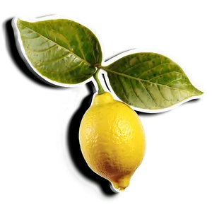 Lemon With Shadow PNG 20 PNG