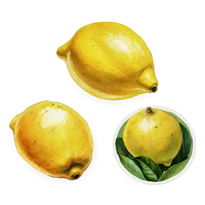 Lemons Watercolor PNG 06122024 PNG