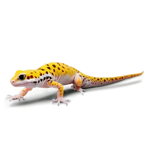 Leopard Gecko Colors Png 33 PNG image