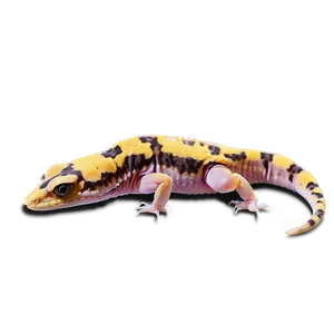 Leopard Gecko Feeding Png 39 PNG image