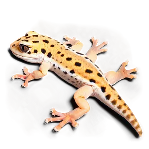 Leopard Gecko In Sand PNG Mbg