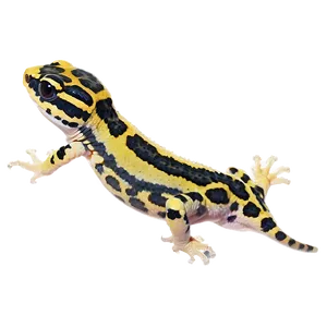 Leopard Gecko In The Dark PNG Cil