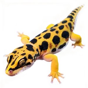 Leopard Gecko In The Dark Png Pna1 PNG image