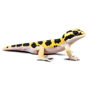 Leopard Gecko In Water PNG 33