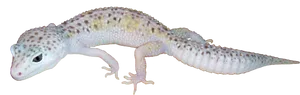 Leopard Gecko Isolatedon White PNG image