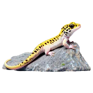 Leopard Gecko On Rock Png 06202024 PNG image