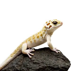 Leopard Gecko On Rock Png Mqg PNG image