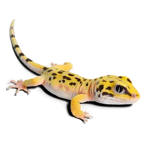 Leopard Gecko Shedding Png 67 PNG image