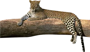 Leopard Loungingon Tree Branch PNG image