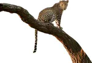 Leopard_ Perched_on_ Tree_ Branch PNG image