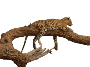 Leopard Restingon Tree Branch PNG image