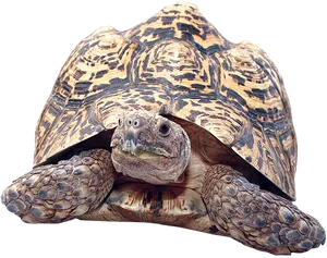 Leopard Tortoise Close Up PNG image