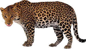 Leopardin Stride.png PNG