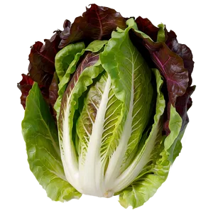 Lettuce Closeup PNG 63