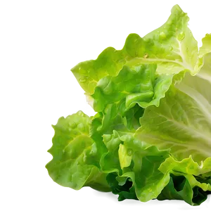 Lettuce Closeup Png Iwr88 PNG image