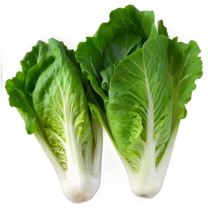 Lettuce Closeup PNG Lpu28