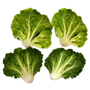 Lettuce Salad Ingredient Png 05242024 PNG image