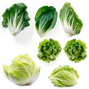 Lettuce Salad Ingredient Png 42 PNG image