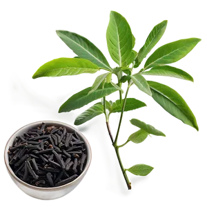 Licorice Tea Leaf PNG 25 PNG