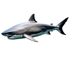 Lifelike Great White Shark Png 06122024 PNG image