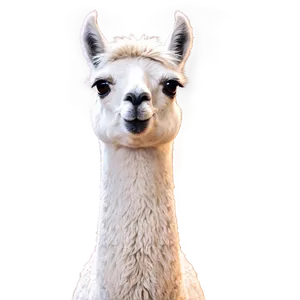 Lighthearted Llama Png 05062024 PNG image